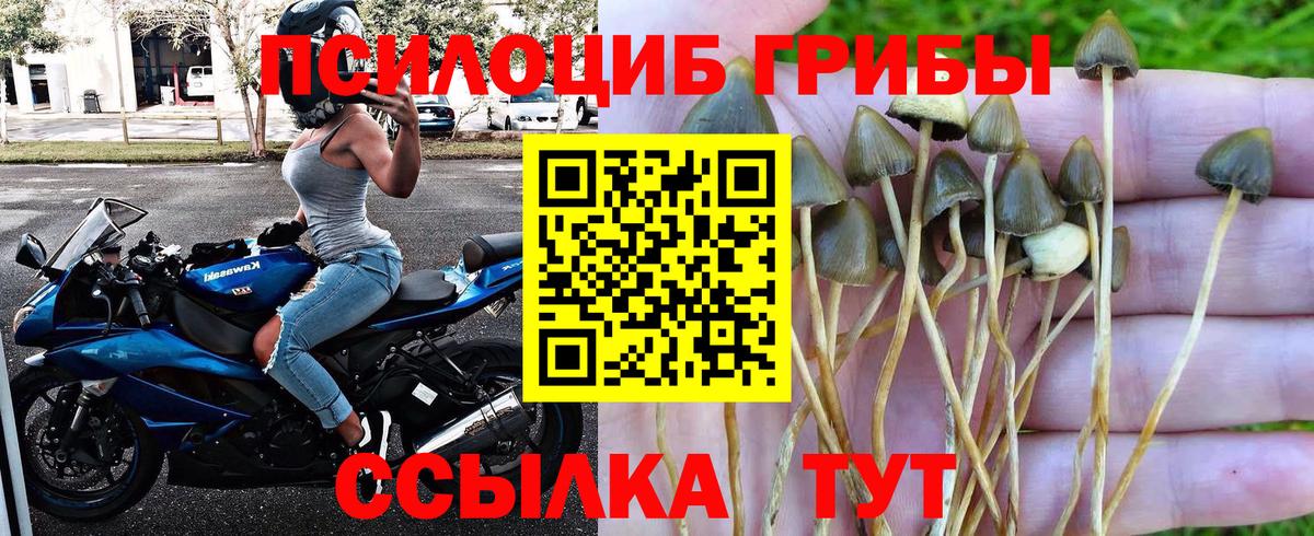 где купить наркоту  Вход с VPN  Краснознаменск  Галлюциногенные грибы мухоморы 